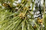 Young Pine Cone Stock Photo