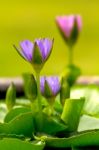 Water Lily With Green Leaves Stock Photo