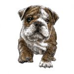 Puppy Bulldog Stock Photo