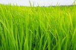 Rice Field Close Up Stock Photo