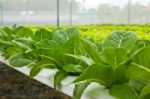 Hydroponic Vegetable Stock Photo