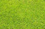 Green Grass Background Stock Photo