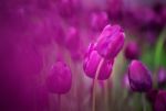 Purple Tulips Stock Photo