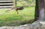 Short Eared Owl (asio Flammeus) Stock Photo