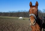 Horse Portrait Stock Photo