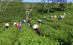 Dalat, Vietnam, July 30, 2016: A Group Of Farmers Picking Tea On A Summer Afternoon In Cau Dat Tea Plantation, Da Lat, Vietnam Stock Photo