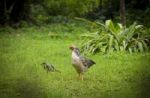 Chicken In The Garden Stock Photo