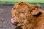 Portrait Head Newborn Brown Scottish Highlander Calf Stock Photo