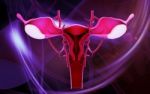 Female Reproductive System Stock Photo