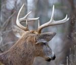 Beautiful Isolated Image Of A Male Deer Stock Photo