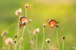 Butterfly Stock Photo