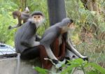 Red-shanked Douc Langur Stock Photo