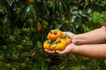 Hand Holding Ripe Persimmon Stock Photo