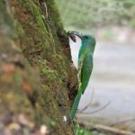 Blue-bearded Bee-eater Stock Photo