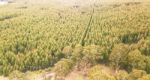 Forest In Tasmania Countryside Stock Photo