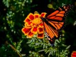 Monarch Butterfly Stock Photo