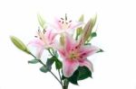 Pink Lily Flower Bouquet Stock Photo