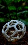 White Basket Fungus Stock Photo