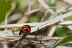 Red Beetle In Forest Stock Photo