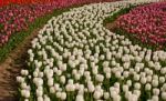 Colorful Tulips Field Stock Photo