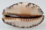 Arabica Cowrie Seashell Stock Photo