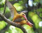 Brown-winged Kingfisher Stock Photo