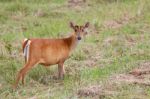 Barking Deer Stock Photo