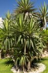 Palm Trees Stock Photo