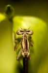 Damselfly Insect Stock Photo