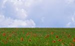 Poppy Stock Photo