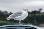 European Herring Gull (larus Argentatus) Stock Photo