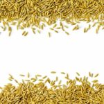 Frame By Paddy Rice And Rice Seed On The White Background For Isolated Stock Photo