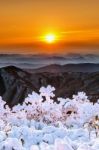 Beautiful Sunrise On Deogyusan Mountains Covered With Snow In Winter,south Korea Stock Photo