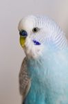 Common Pet Parakeet Stock Photo