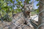 Cat Behind A Fence Stock Photo