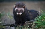 European Polecat (mustela Putorius) Stock Photo