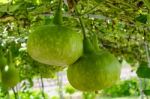 Green Calabash Stock Photo