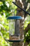 Juniper Titmouse,baeolophus Ridgwayi, And Bird Table Stock Photo