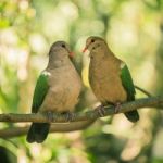 Two Colourful Doves Resting Outside On A Branch Stock Photo