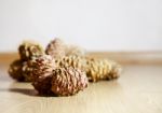 Some Cedar Cones Stock Photo