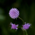 Devils Bit Scabious (succisa Pratensis) Stock Photo