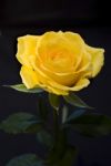 Yellow Rose Stock Photo