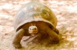 Giant Turtle In Galapagos Stock Photo