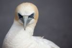 Australasian Gannet (morus Serrator) Stock Photo