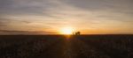 Cotton Field In Oakey, Queensland Stock Photo