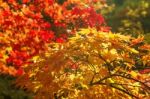 Autumn Maple Leaves Stock Photo