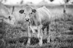 Country Cows Stock Photo