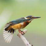 Common Kingfisher Stock Photo