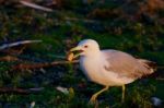 The Gull Is Going Somewhere With The Food Stock Photo