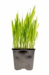 Wheat Grass Isolated Stock Photo